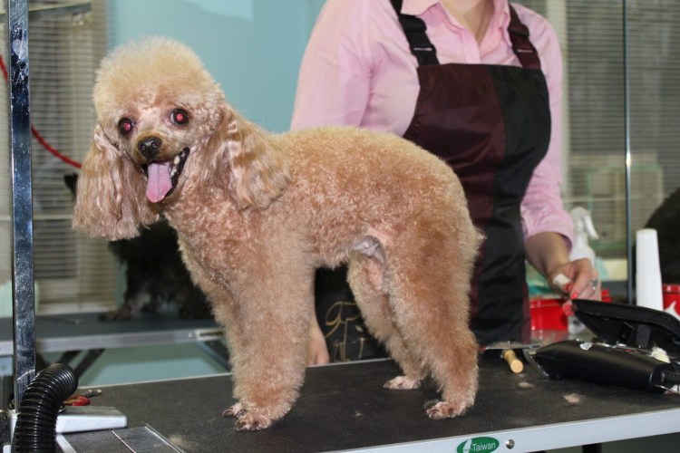 Стрижка пуделя в домашних