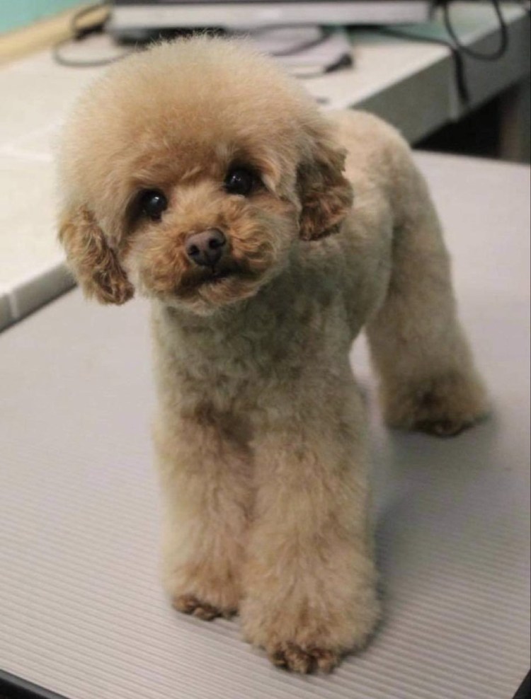 Пудель Тедди Беар