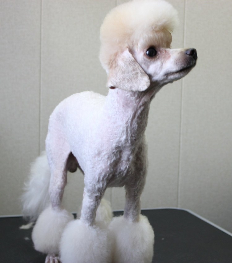 Карликовый пудель лысый