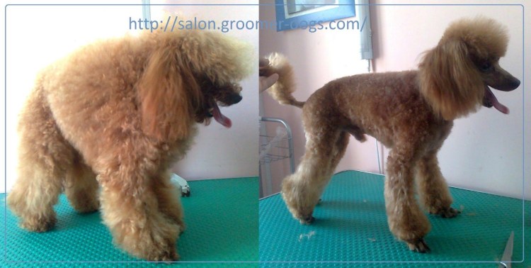 Подстриженный карликовый пудель