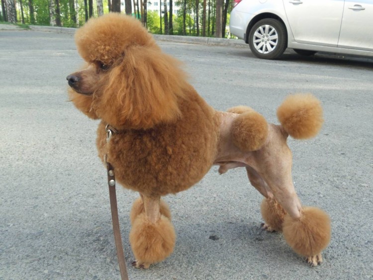 Королевский пудель нестриженный