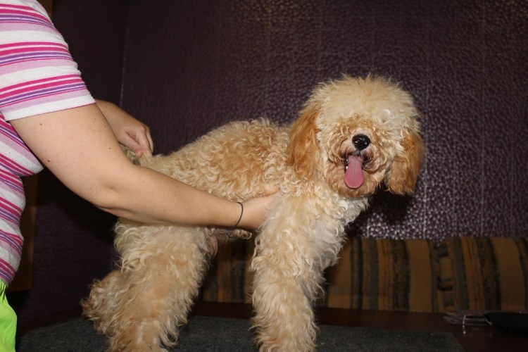 Той пудель осанка