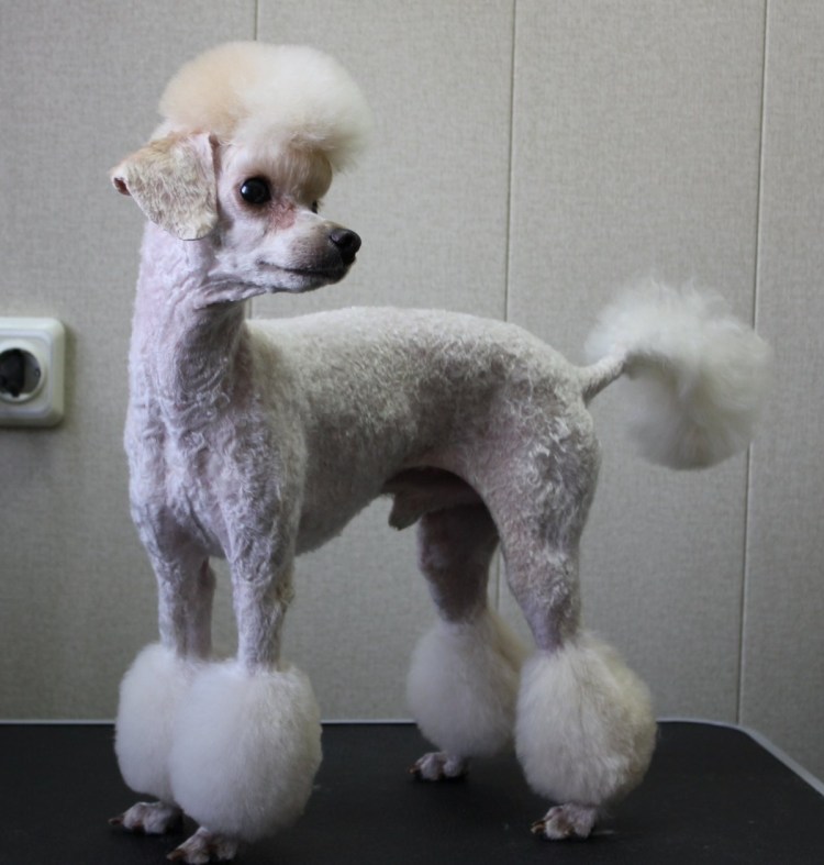 Королевский пудель стрижка Тедди