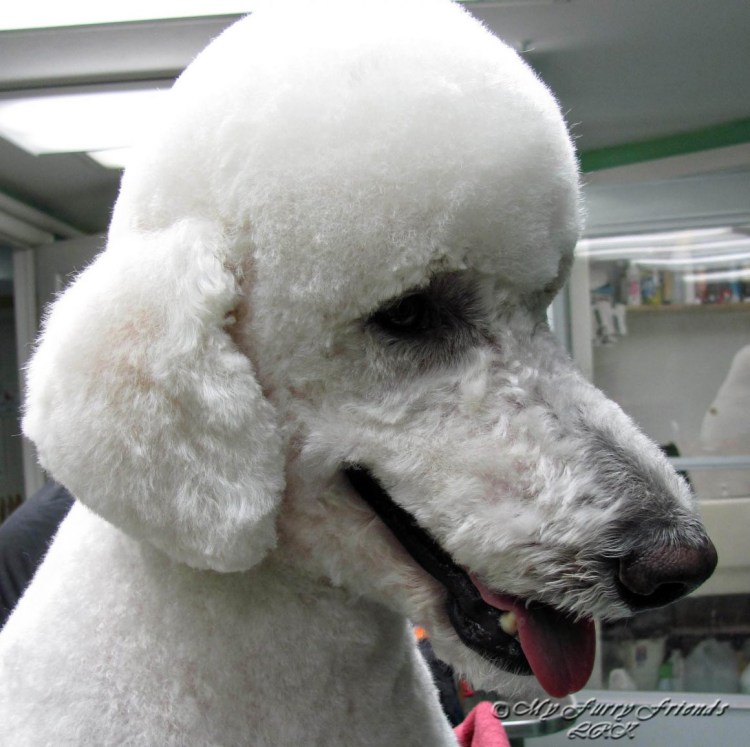 Стрижка морды пуделя