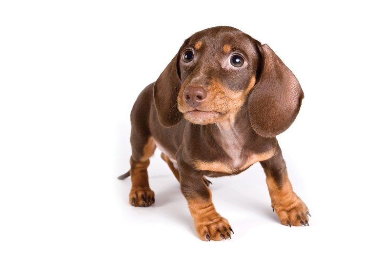 Отодектоз отит у собак