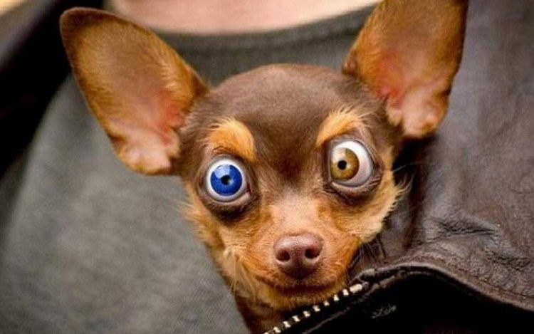 Ушной клещ у немецкой овчарки