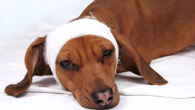 Собака спит на газоне