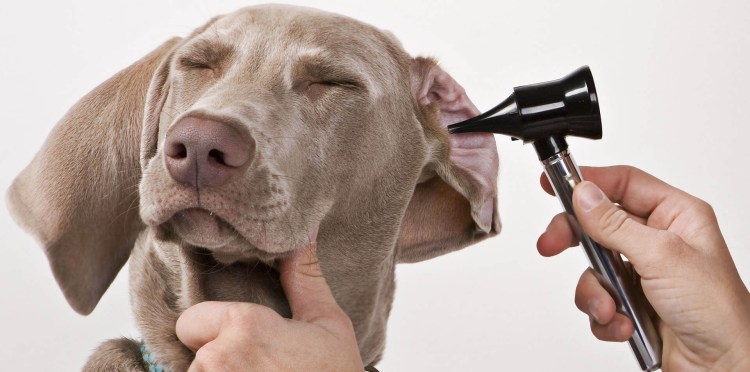 Собака с зооагрессией