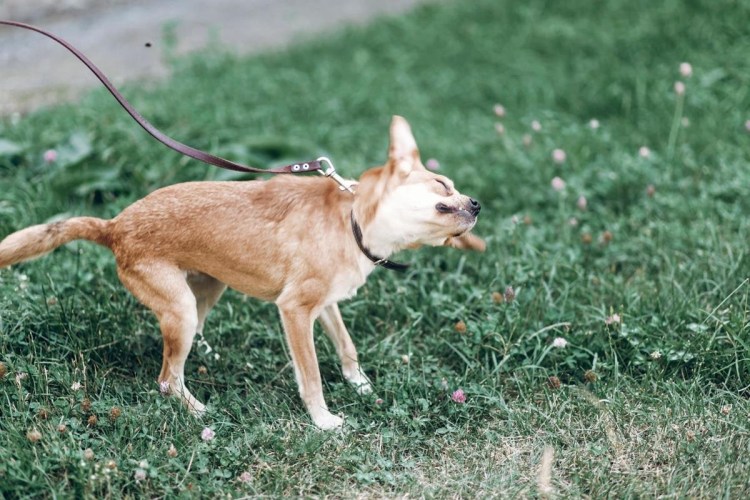 Собака с черными кругами вокруг глаз