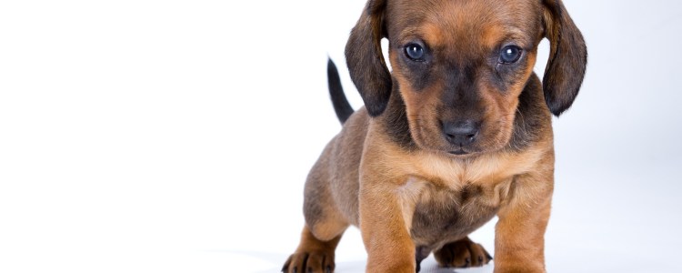 Собака скулит и мотает головой