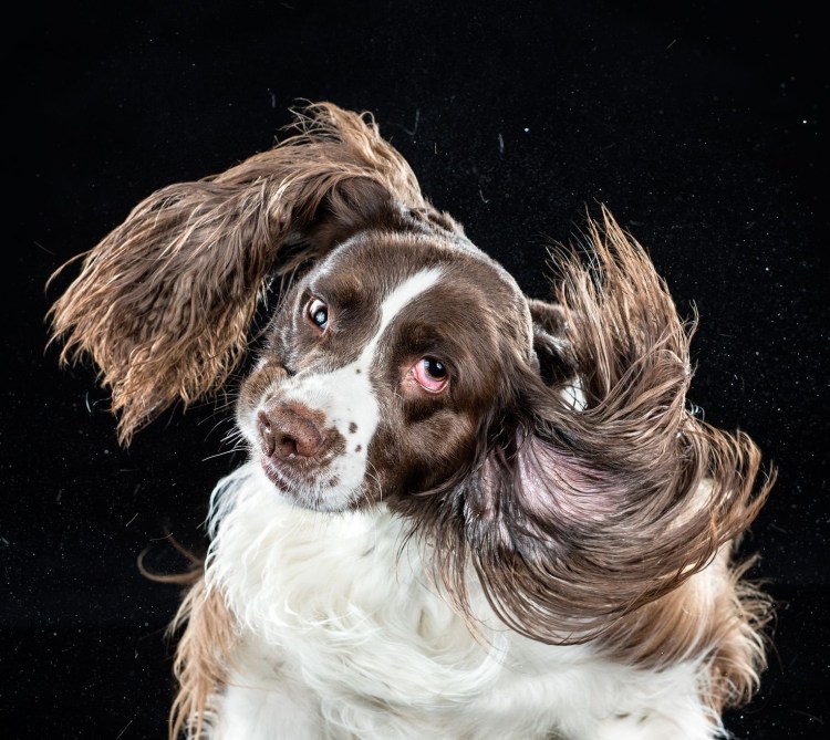 Собака отряхивается