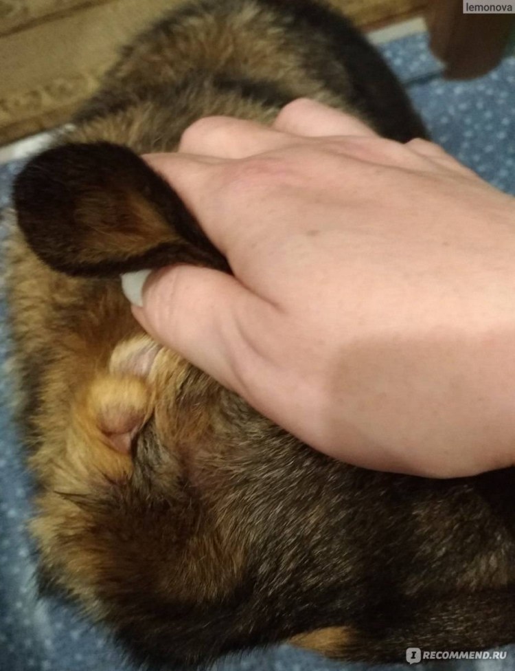 Чихуахуа порода собак Трясущиеся