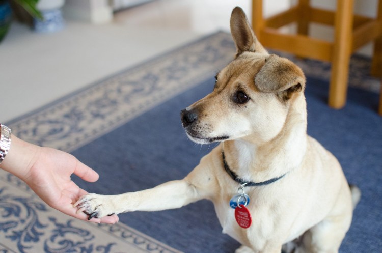 Заболевание ушей у лабрадора