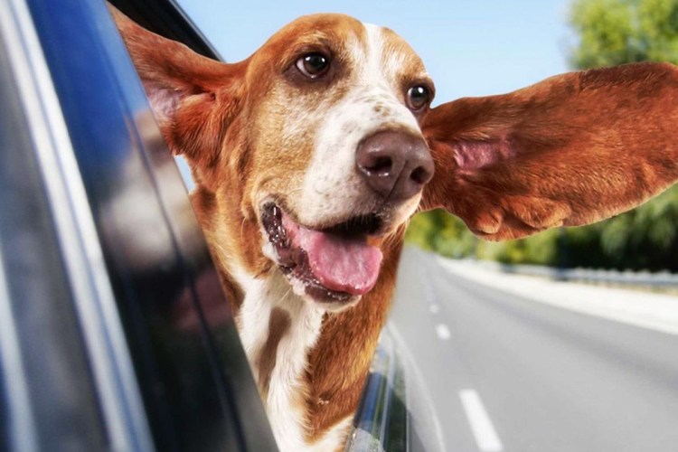 Напуганный щенок