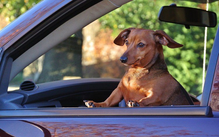 Собака в машине