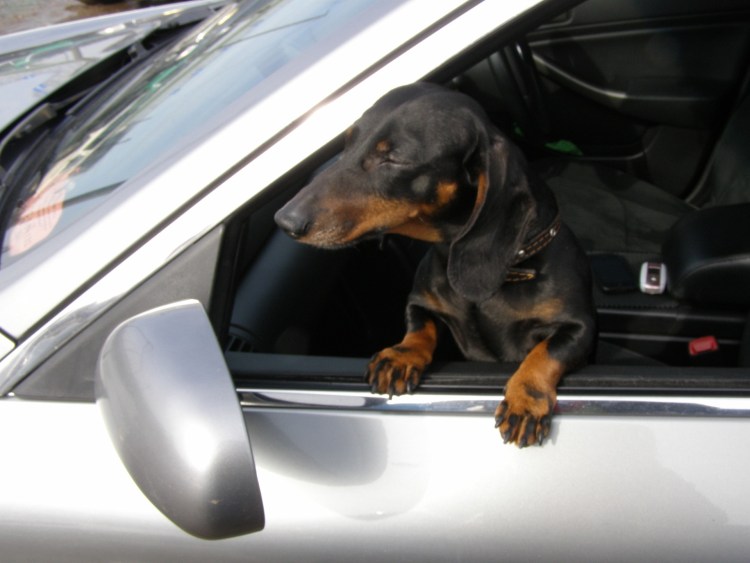 Такса акварелью