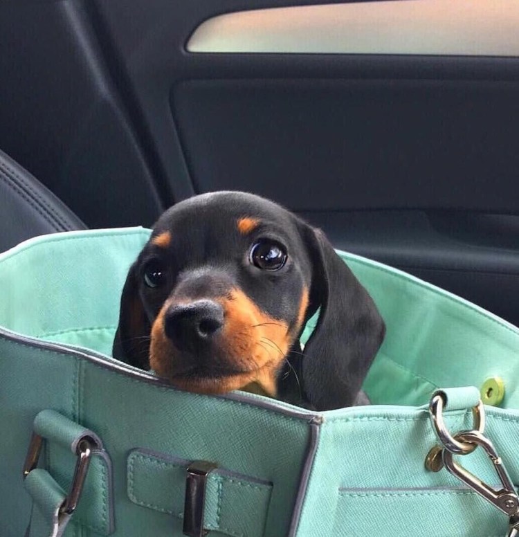 Двойная такса