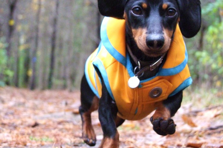 Тележка для таксы инвалида