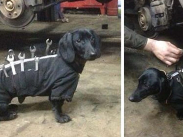 Ремень безопасности для собак