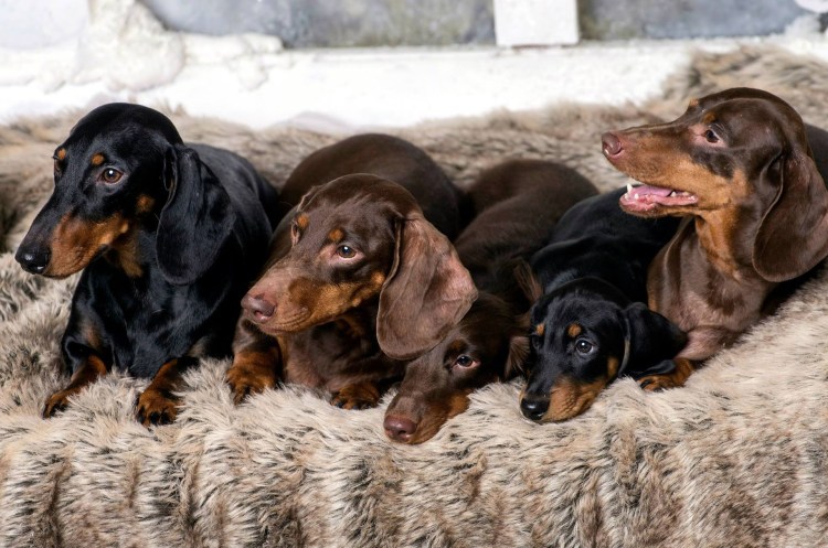Накидка на переднее сиденье для собак