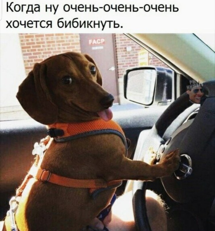 Собака Тася