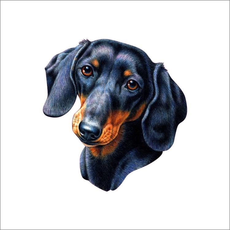 Большая такса порода