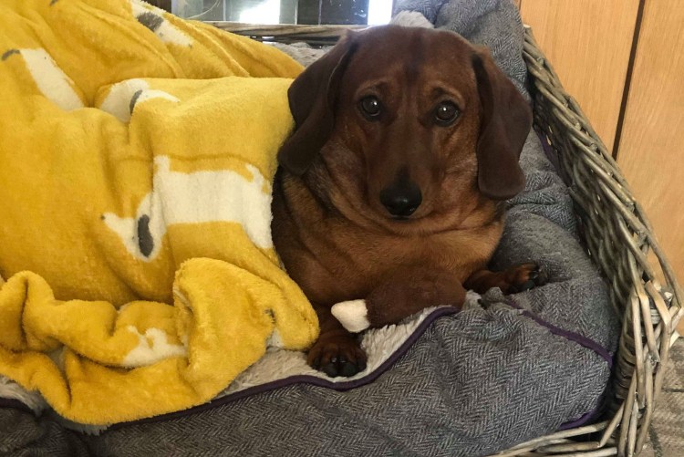 Глупая такса