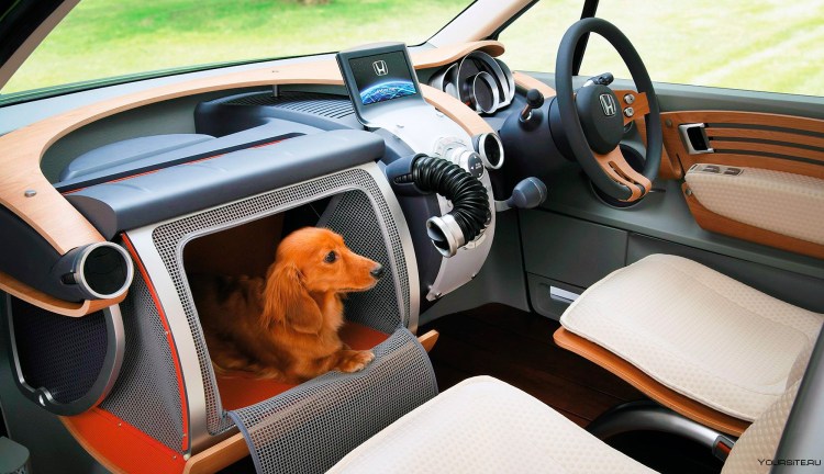 Собака такси