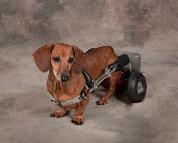 Наклейка такса