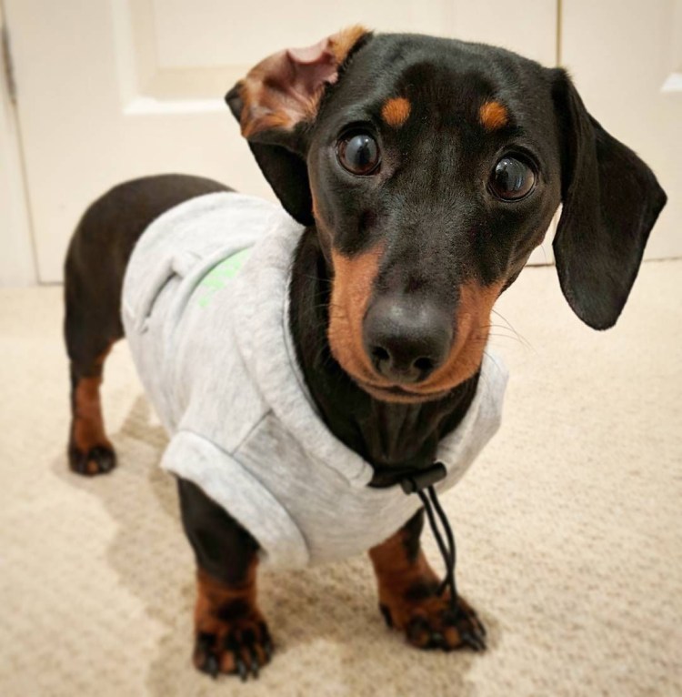 Такса в кепке