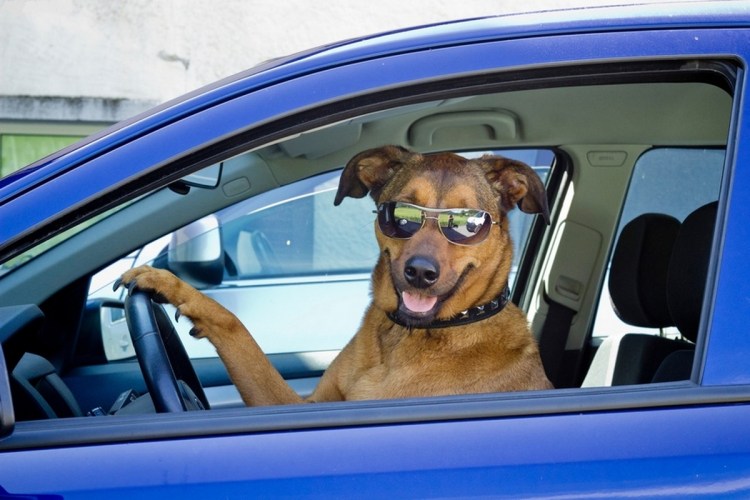 Такса рыжая гладкошерстная