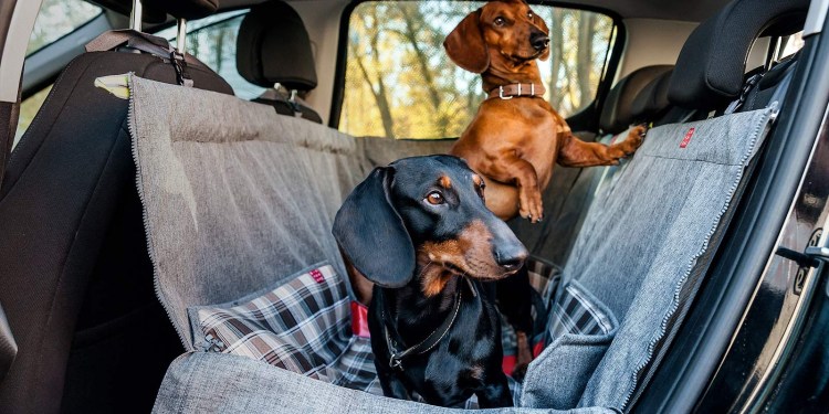 Такса в машине