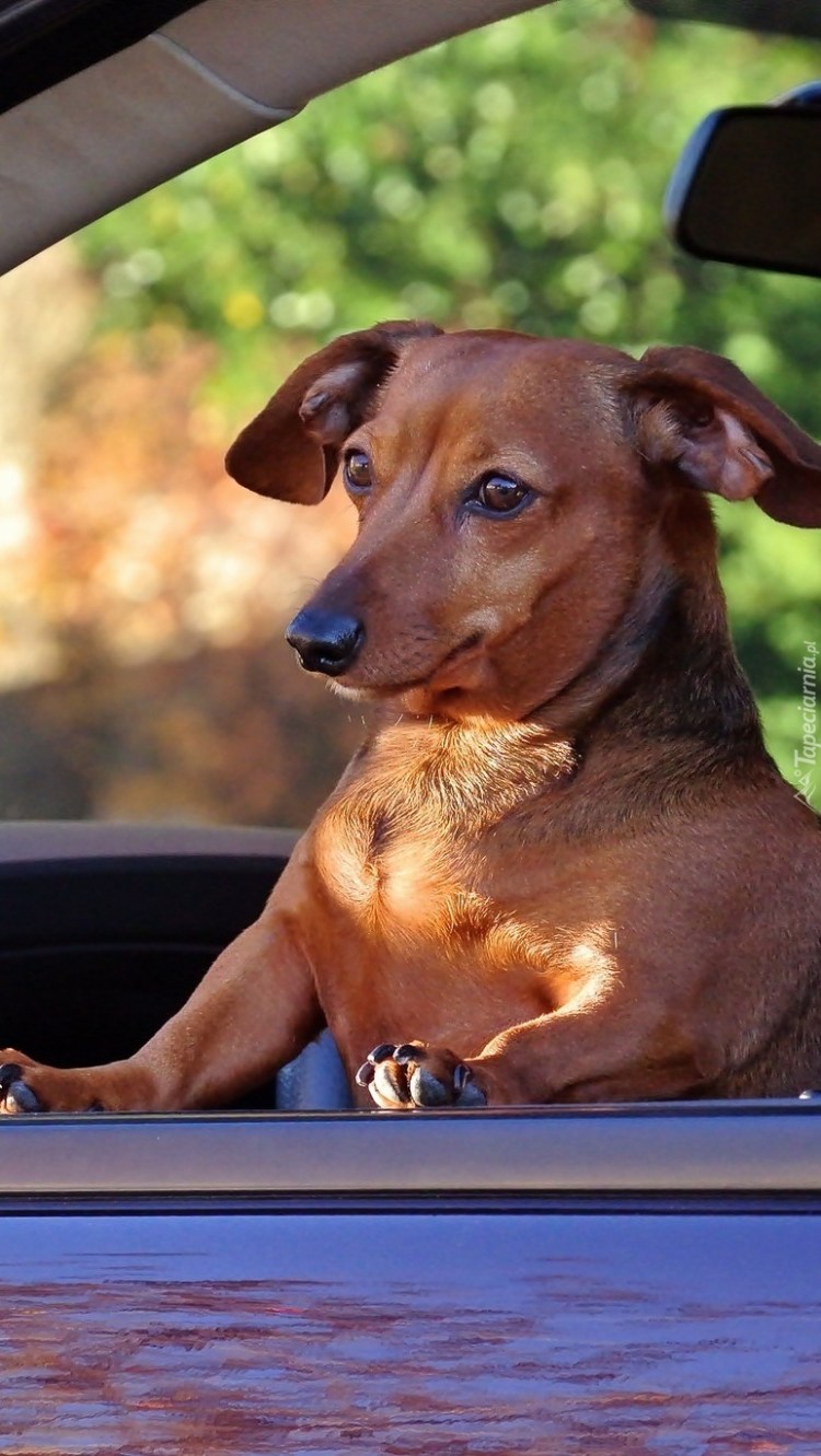 Автогамак для таксы