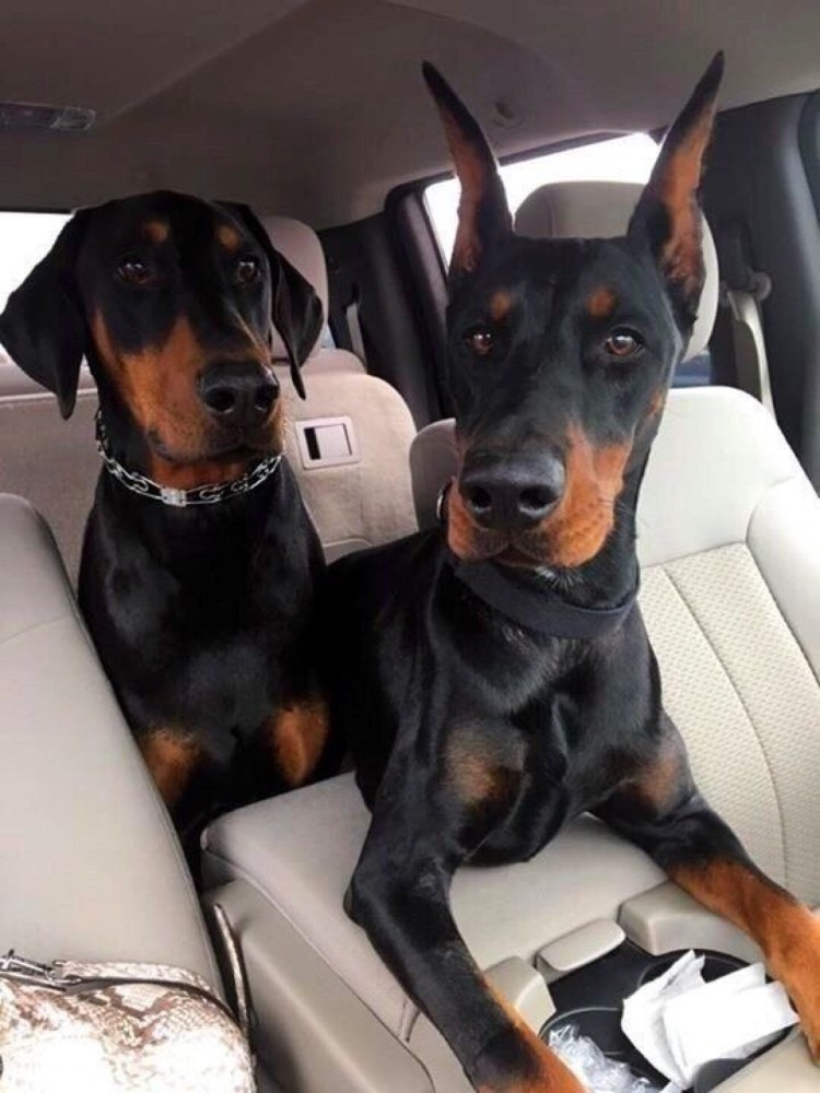 Смешная одежда для такс