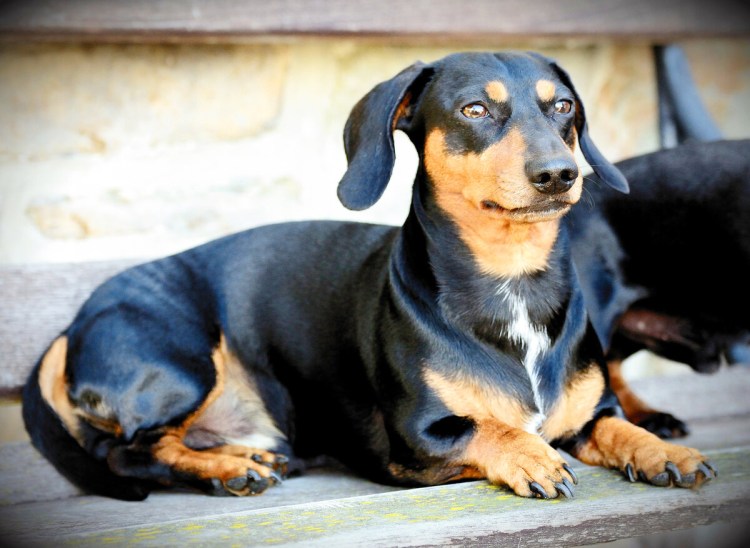 Такса собака такси