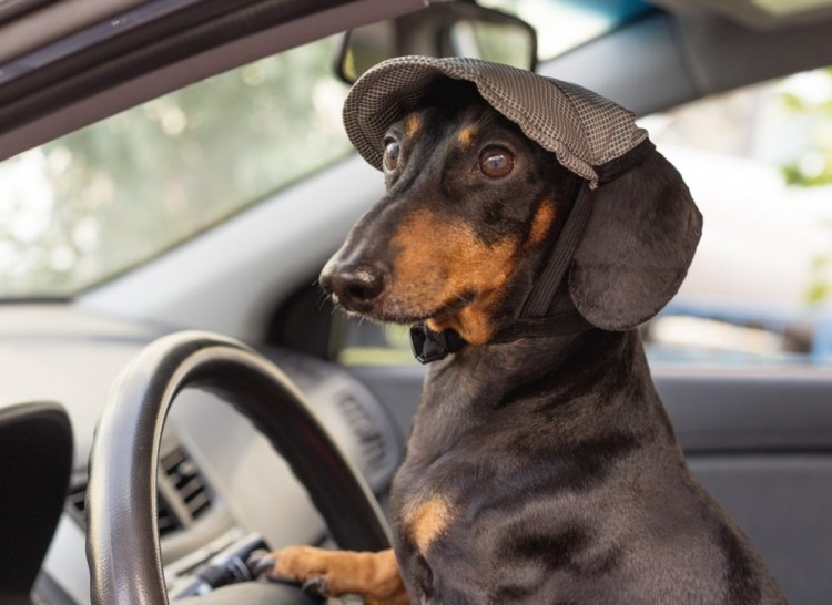 Такса за рулем