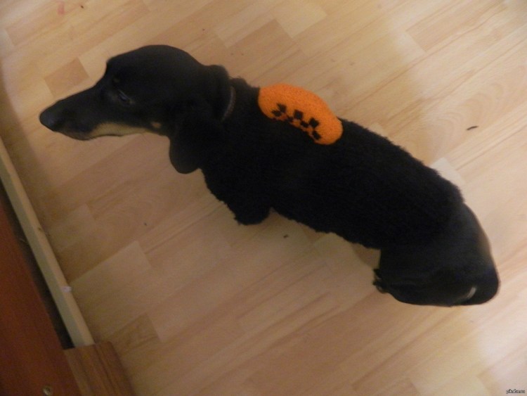 Инвалидная тележка для таксы