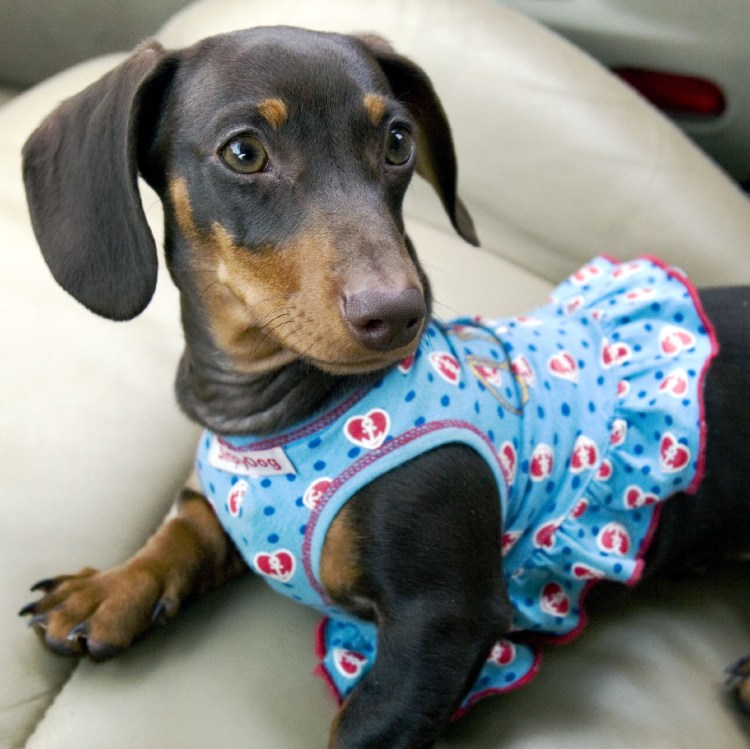 Такса Эстетика