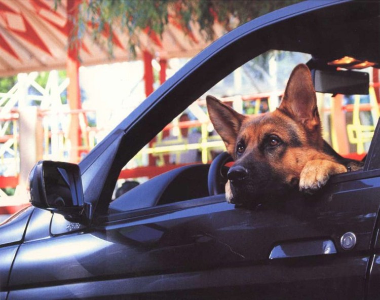 Афганская крыса такса и Афганская