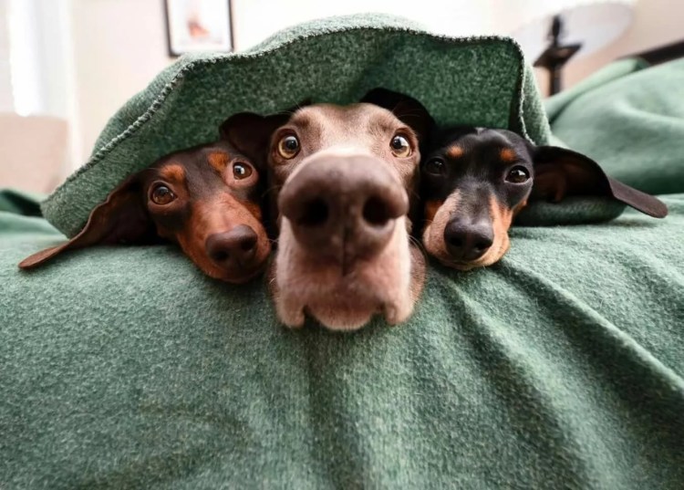 Такси такса Вырица