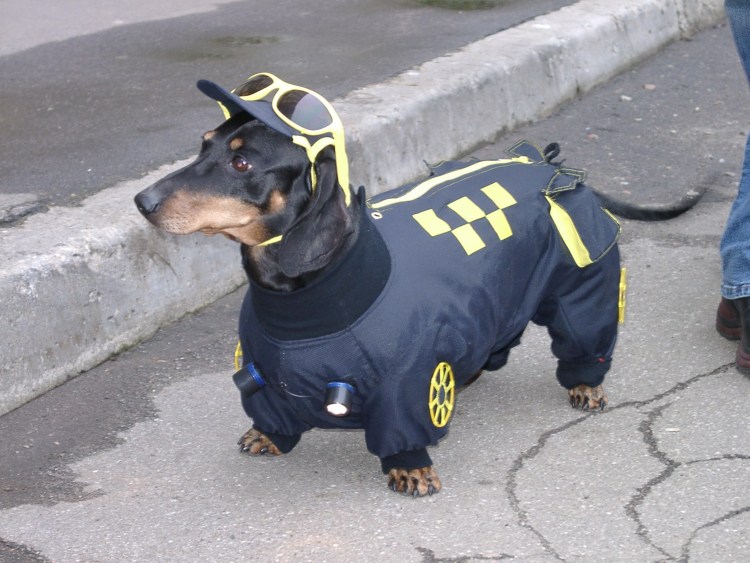 Цвергпинчер и такса метис