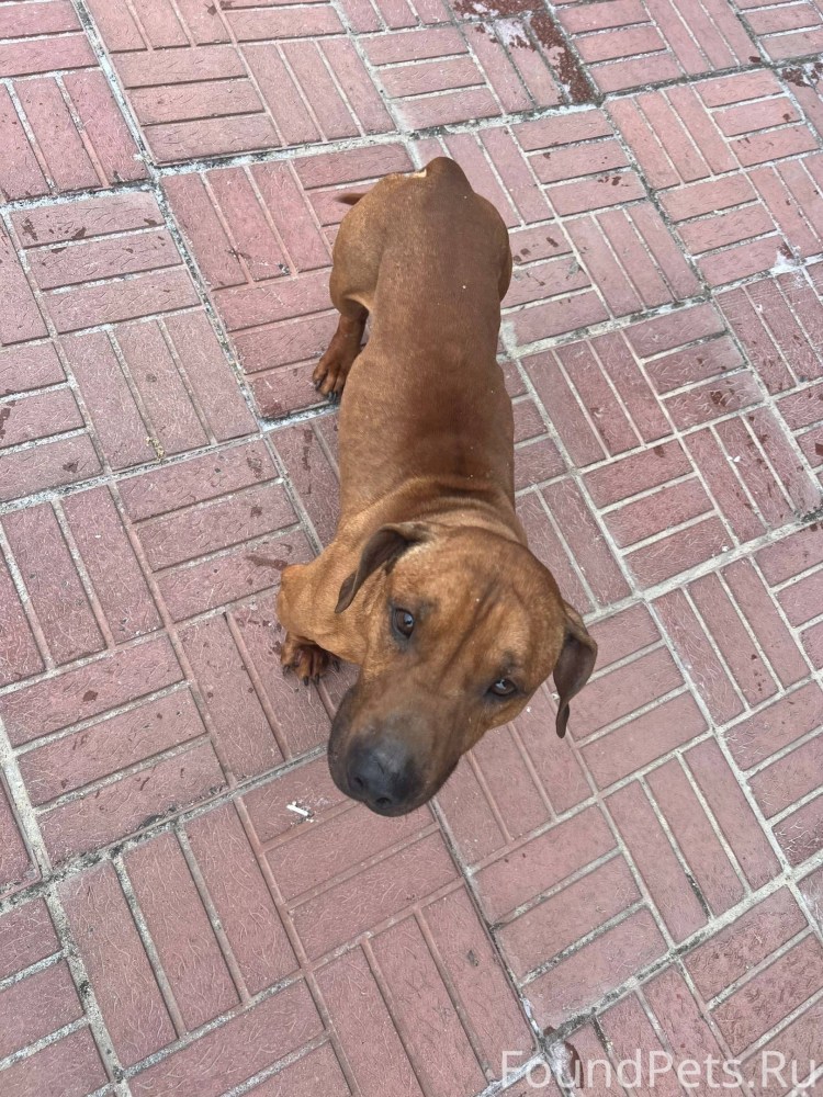 Милые щенки таксы