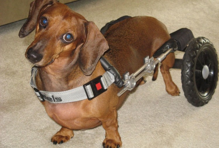 Пайболд такса длинношерстная