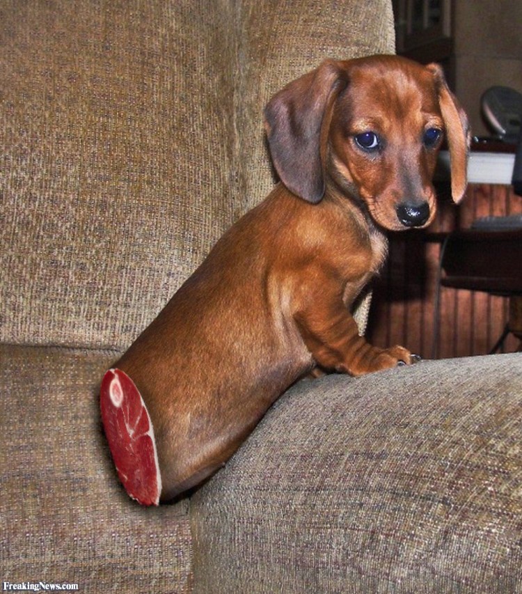 Животные за рулем