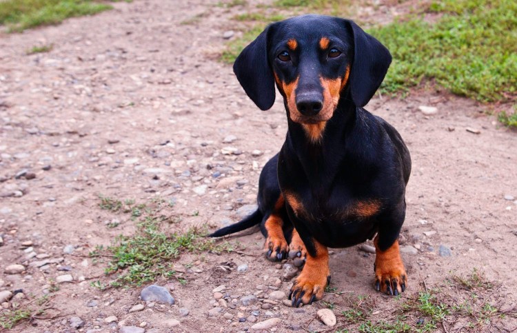 Такса карликовая гладкошерстная