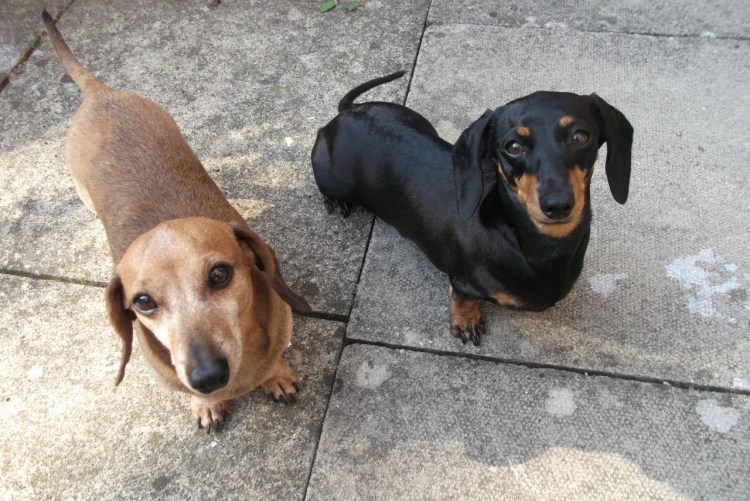 Морда таксы стилизованная