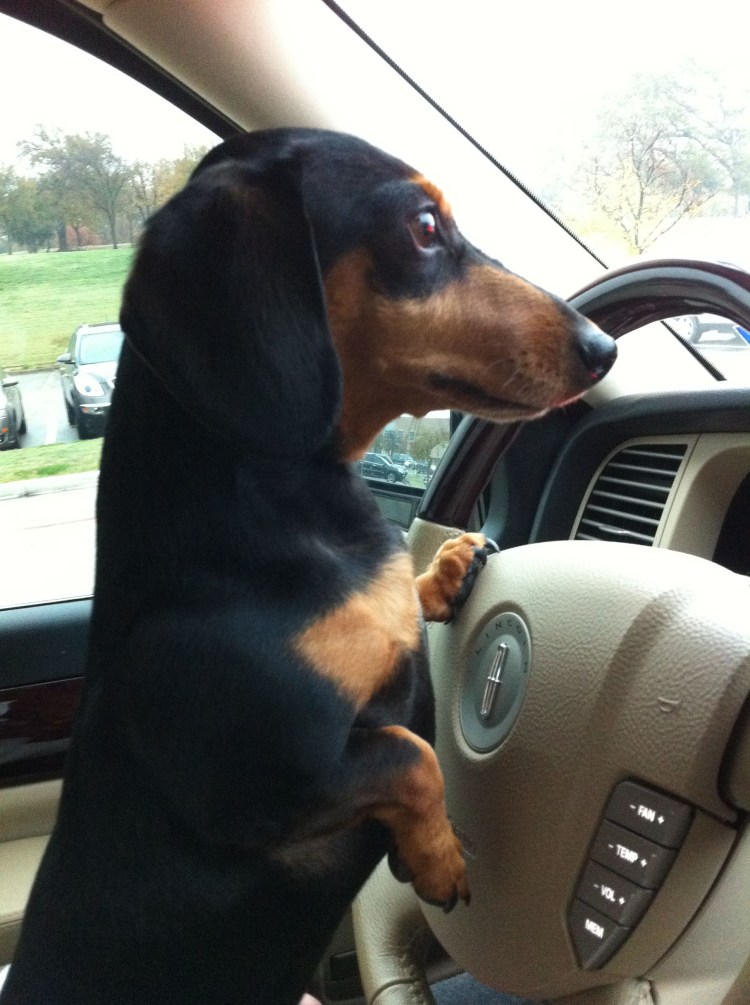 Смешная морда таксы