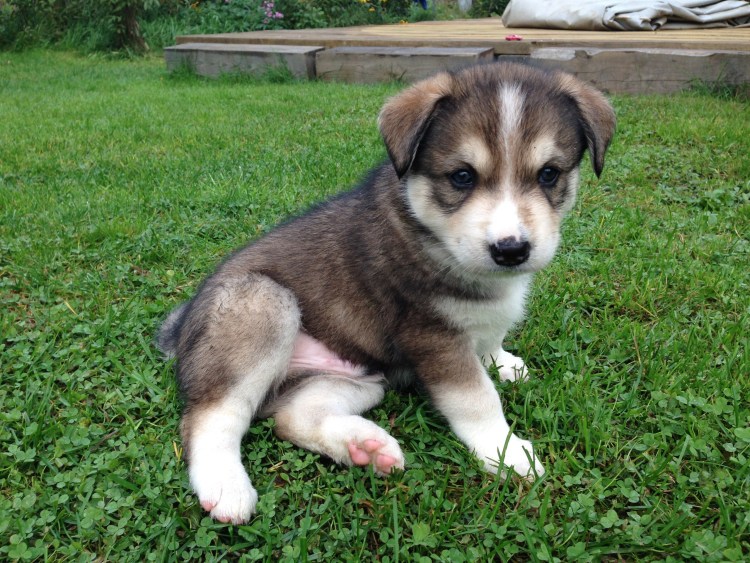 Помски порода