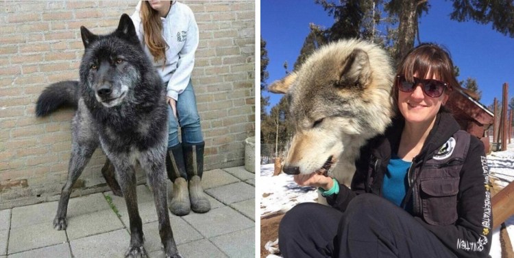 Метис карликового пинчера