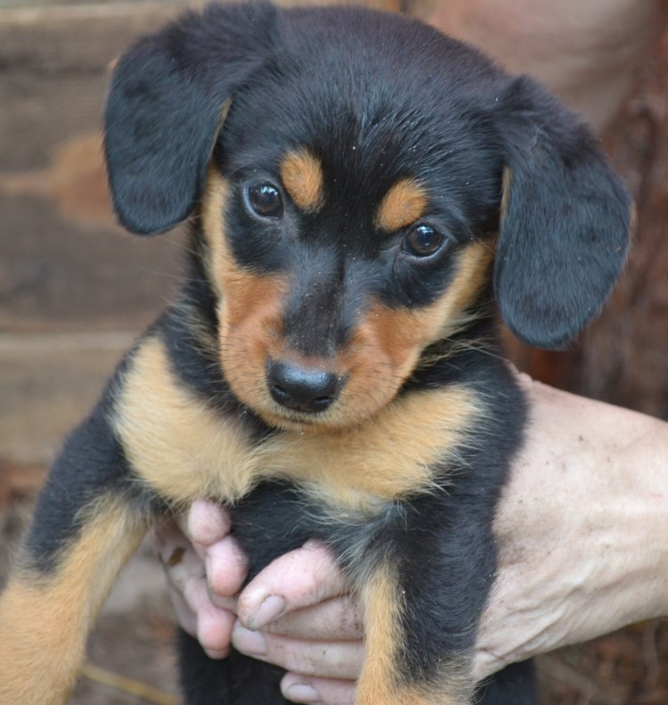 Беспородные собаки и метисы